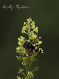 Graafwespen [Crabronidae]